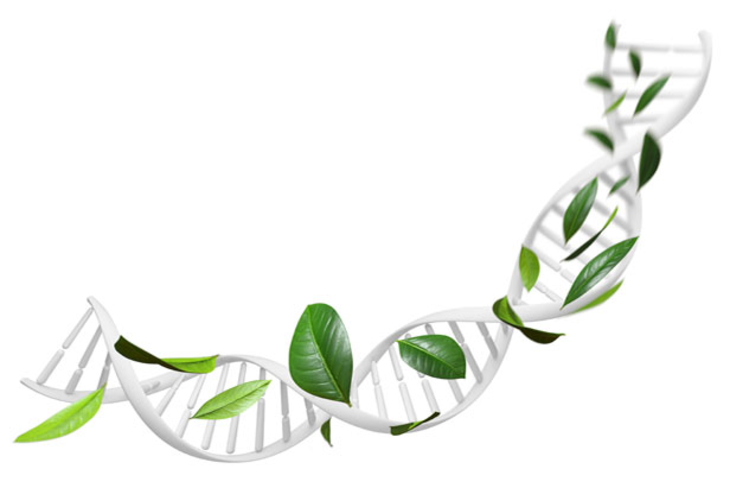 3d Rendering einer grauen DNA Helix die von grünen Blättern gesäumt wird
